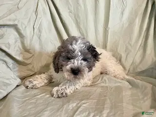 Cockapoo dogs for sale: Butch - Ad 4
