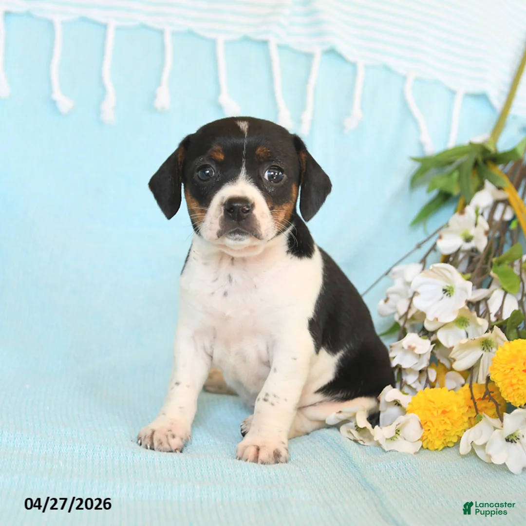 Mixed Breed dogs for sale: Jasmine - Ad 2