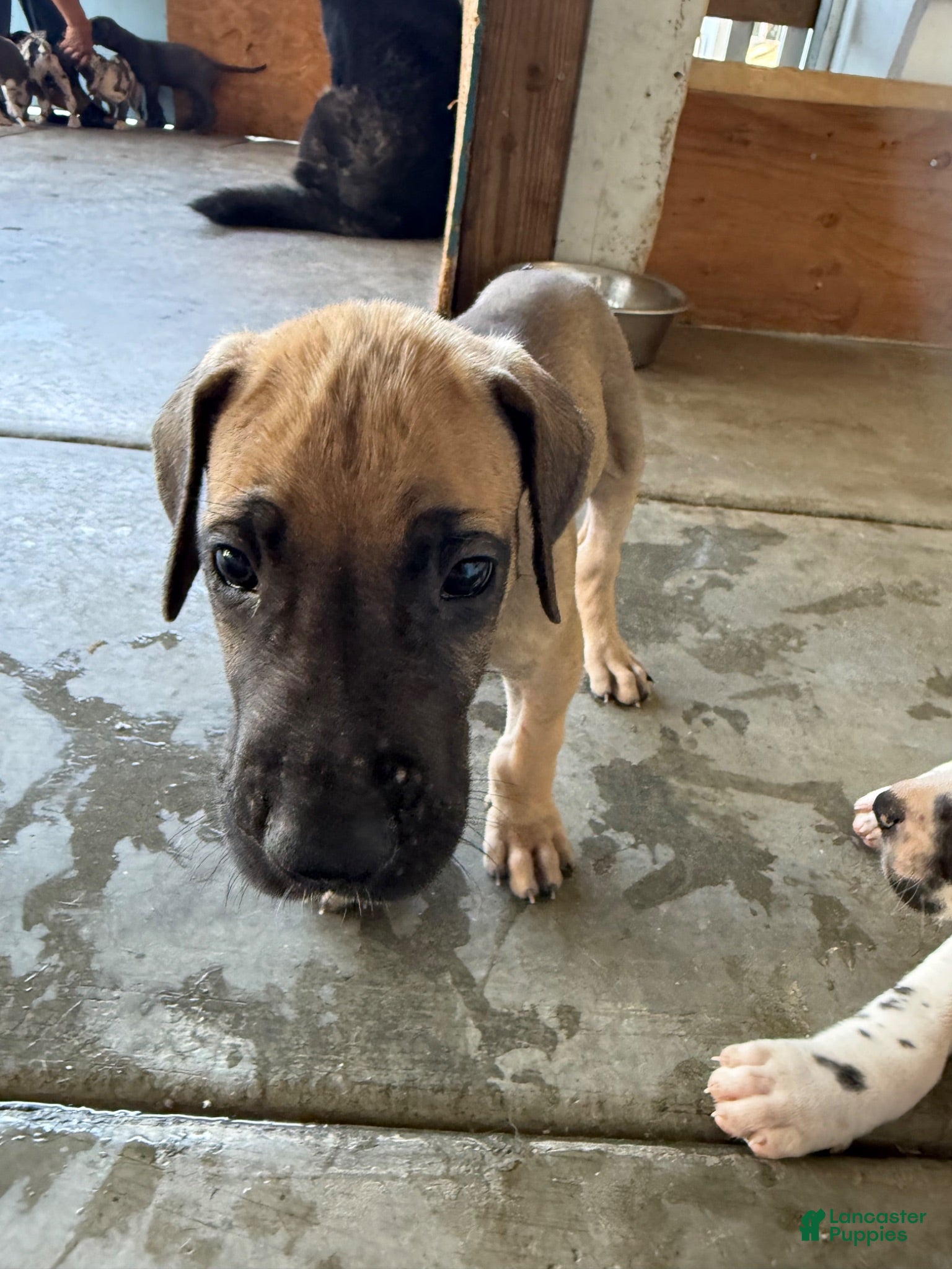 Great Dane dogs for sale: Scooby - Ad 2