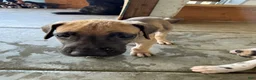 Great Dane dogs for sale: Scooby - Ad 1