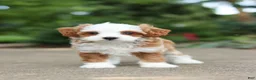 Cavapoo dogs for sale: Mr Bentley - Ad 5