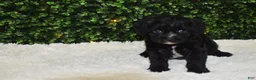 Cavapoo dogs for sale: Brady - Ad 4