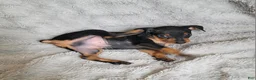 Miniature Pinscher dogs for sale: Paco - Ad 4