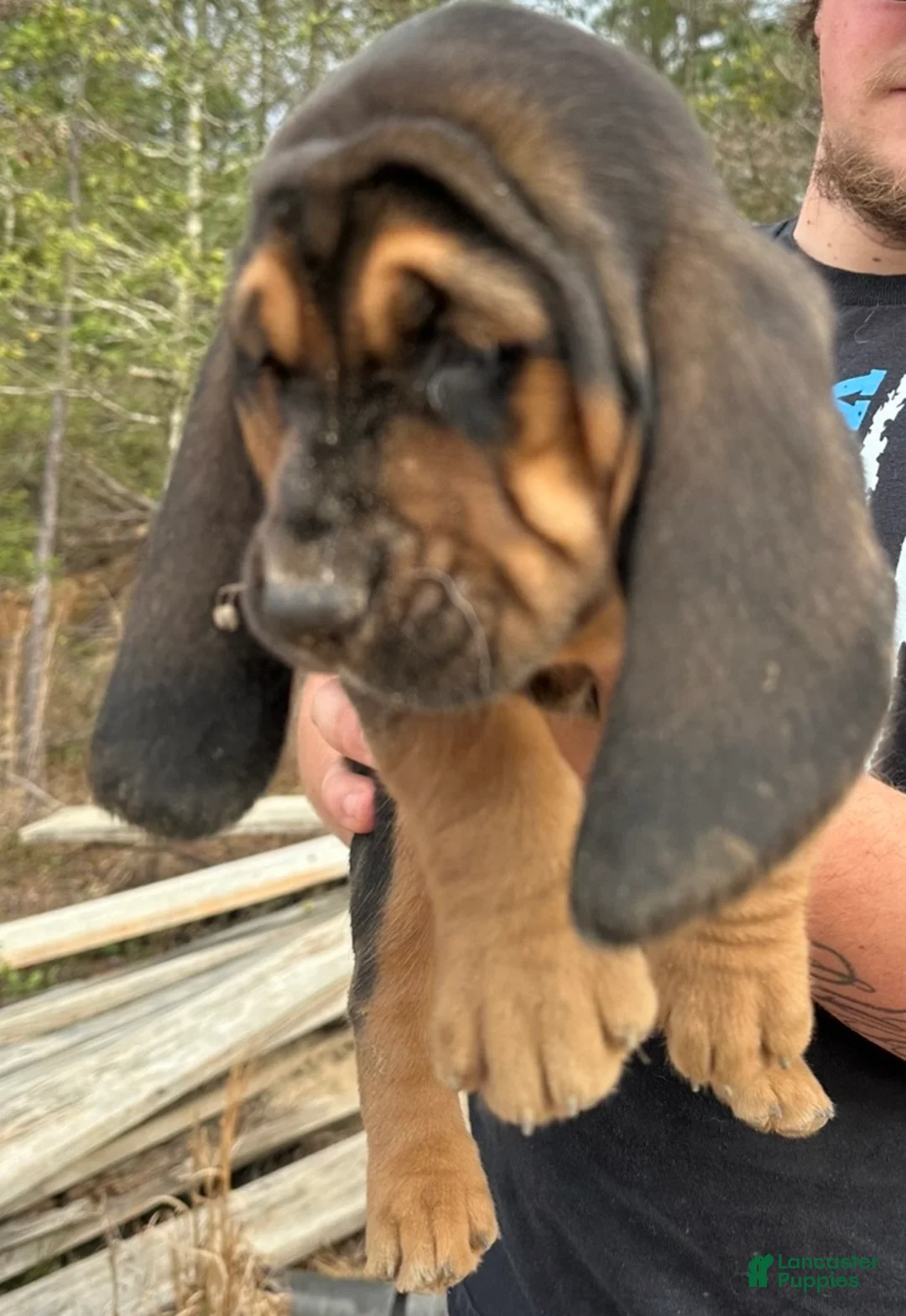 Basset Hound dogs for sale: Basset Hound Puppy 2 - Ad 1