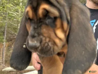 Basset Hound dogs Basset Hound Puppy 2 - Ad 10