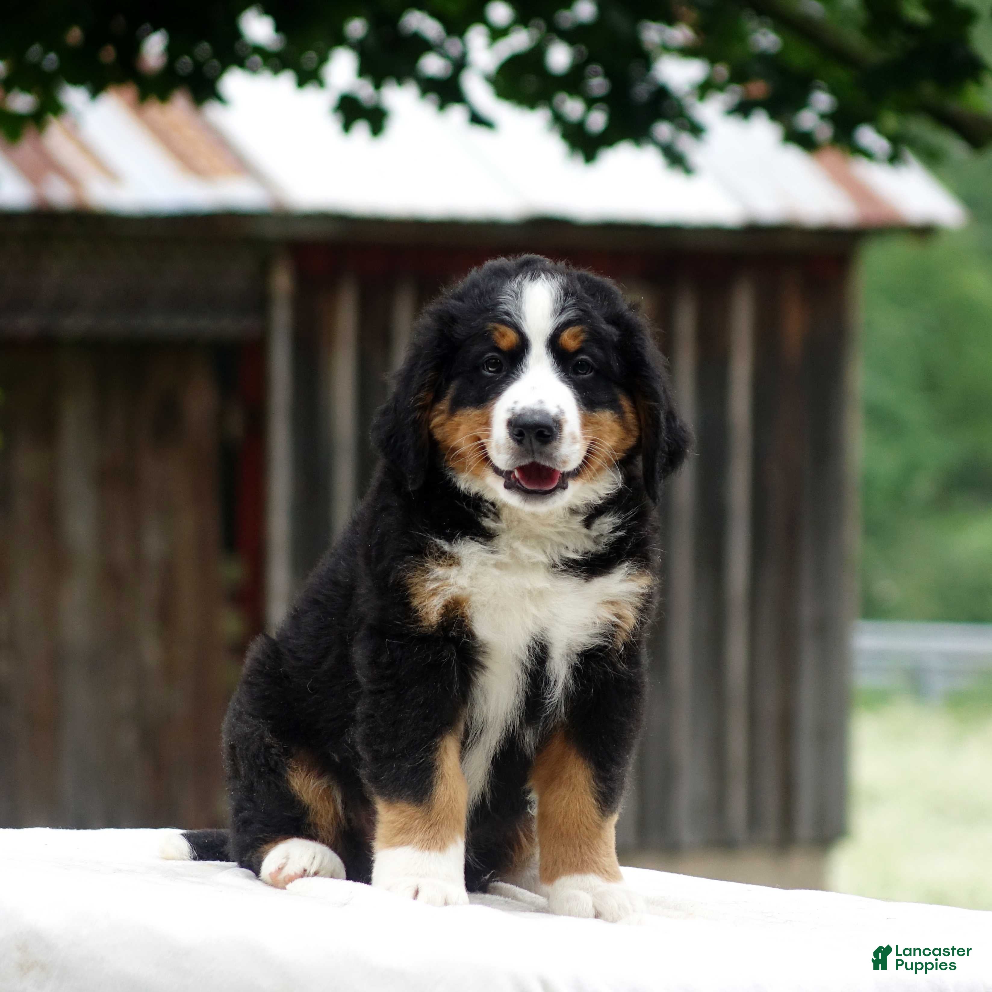 Bernese Mountain Dog dogs Blake - Ad 28