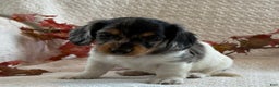 Miniature Dachshund dogs for sale: Mayes - Ad 3