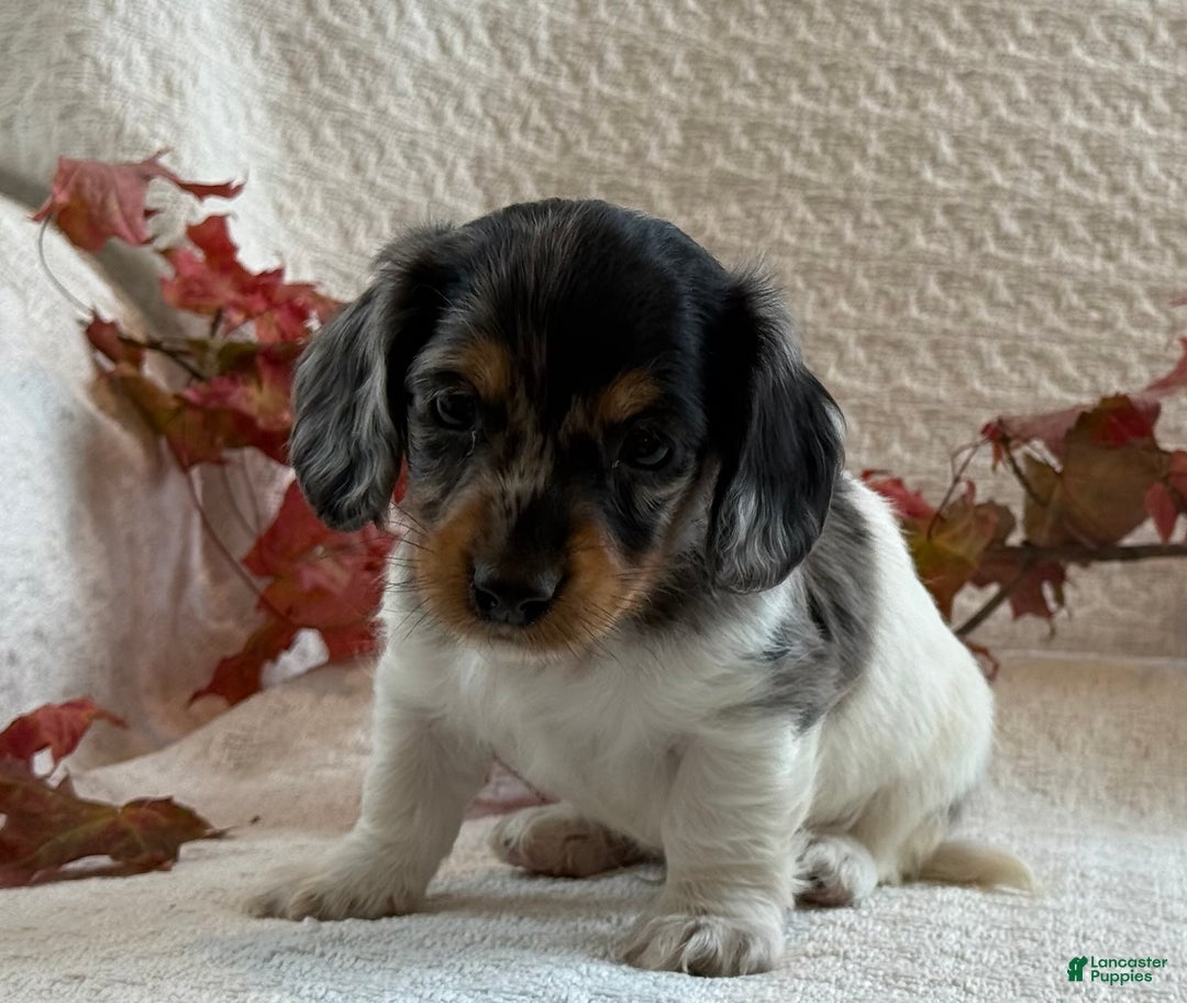 Miniature Dachshund dogs for sale: Mayes - Ad 3