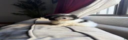 Shihpoo dogs for sale: Theo — The Sweet Little Cuddle Bug - Ad 3