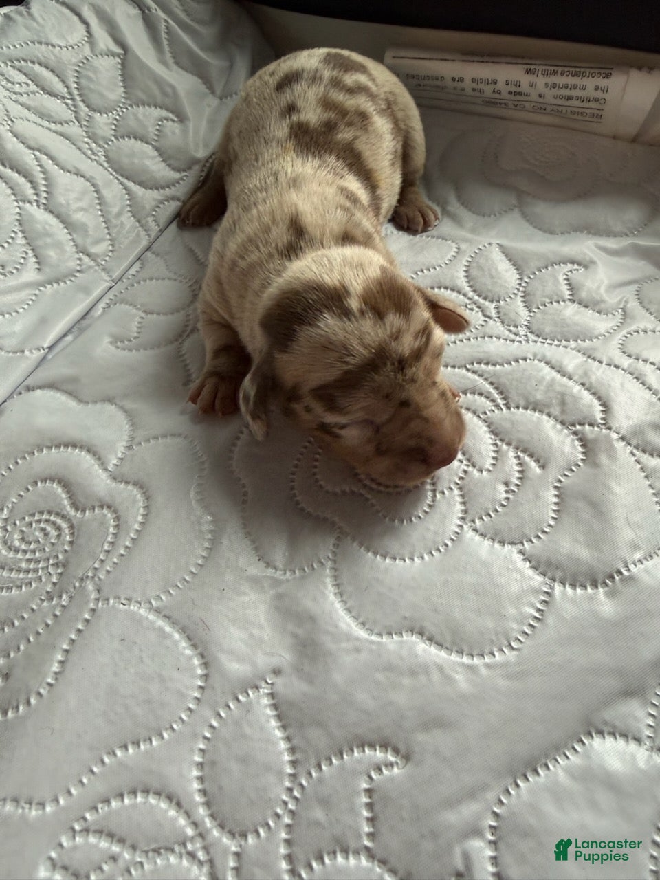 Miniature Dachshund dogs Liberty - Ad 1
