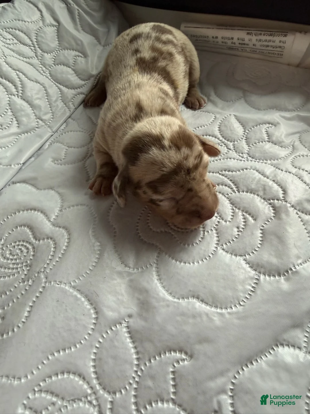 Miniature Dachshund dogs for sale: Liberty - Ad 1