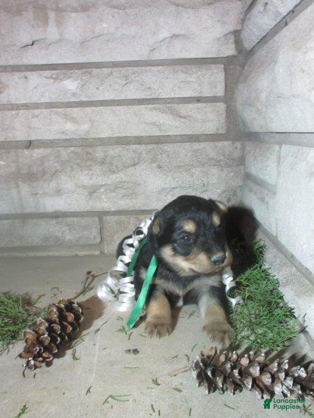 Mixed Breed dogs for sale: Forest - Ad 1