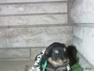 Mixed Breed dogs Forest - Ad 20