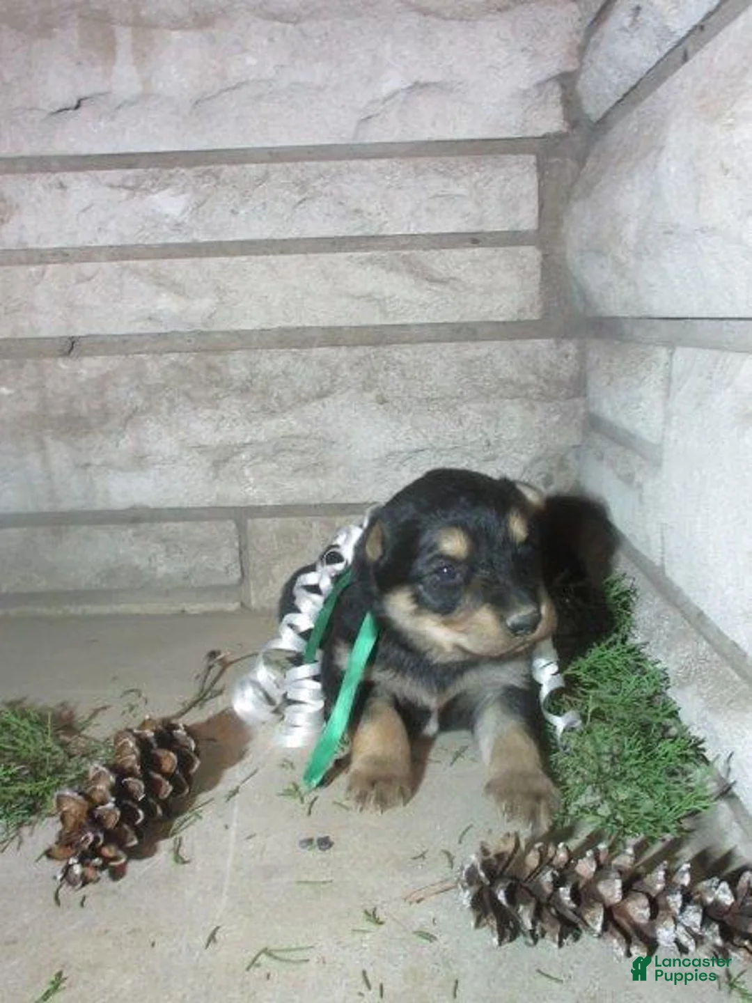 Mixed Breed dogs for sale: Forest - Ad 4