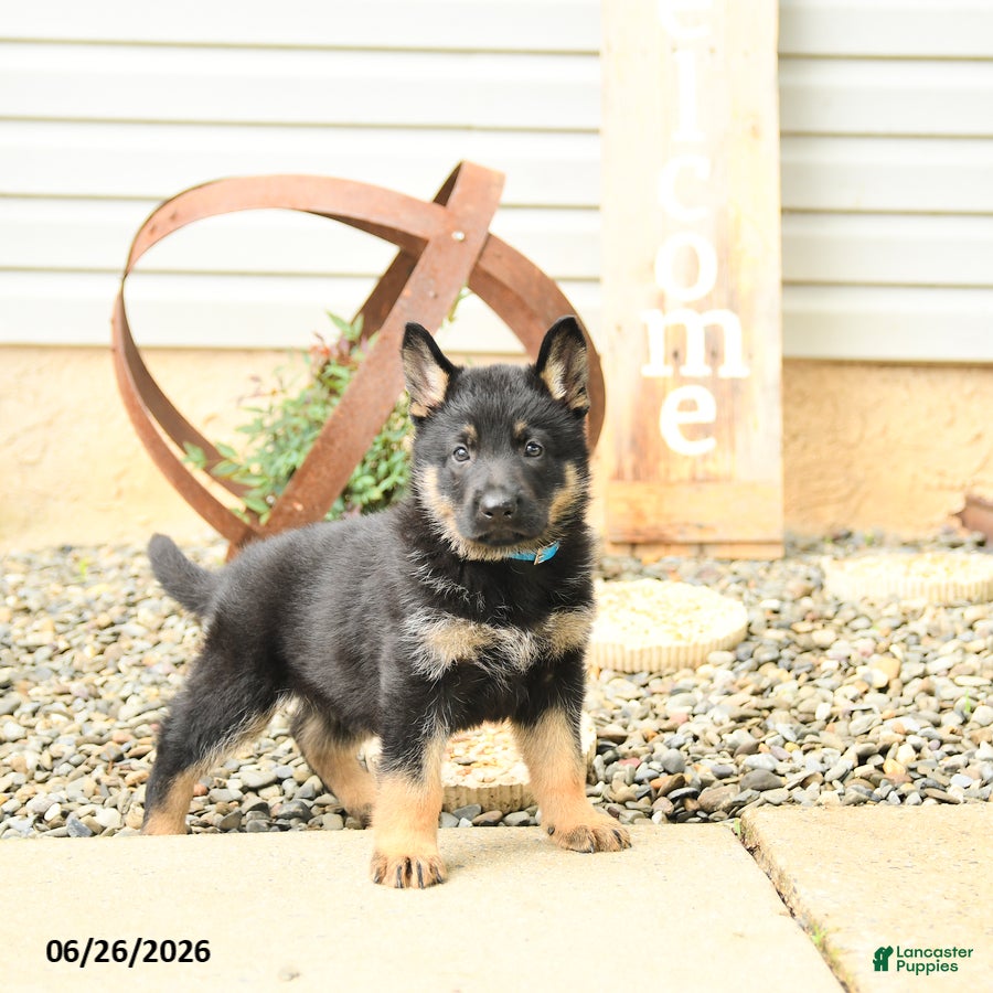 German Shepherd dogs Lance  - Ad 2