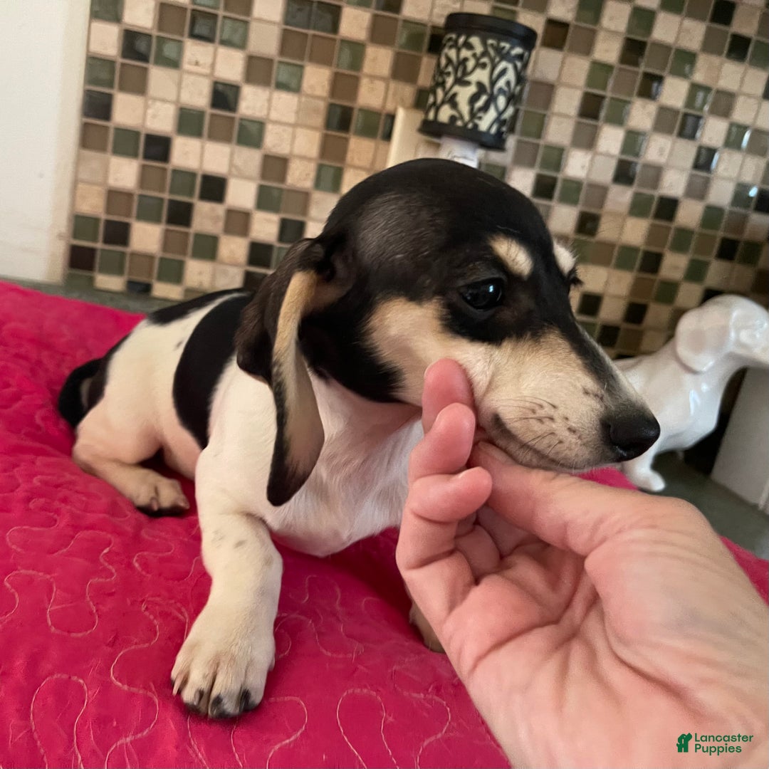 Dachshund dogs for sale: Maple - Ad 4