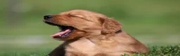 Golden Retriever dogs for sale: Riley - Ad 6