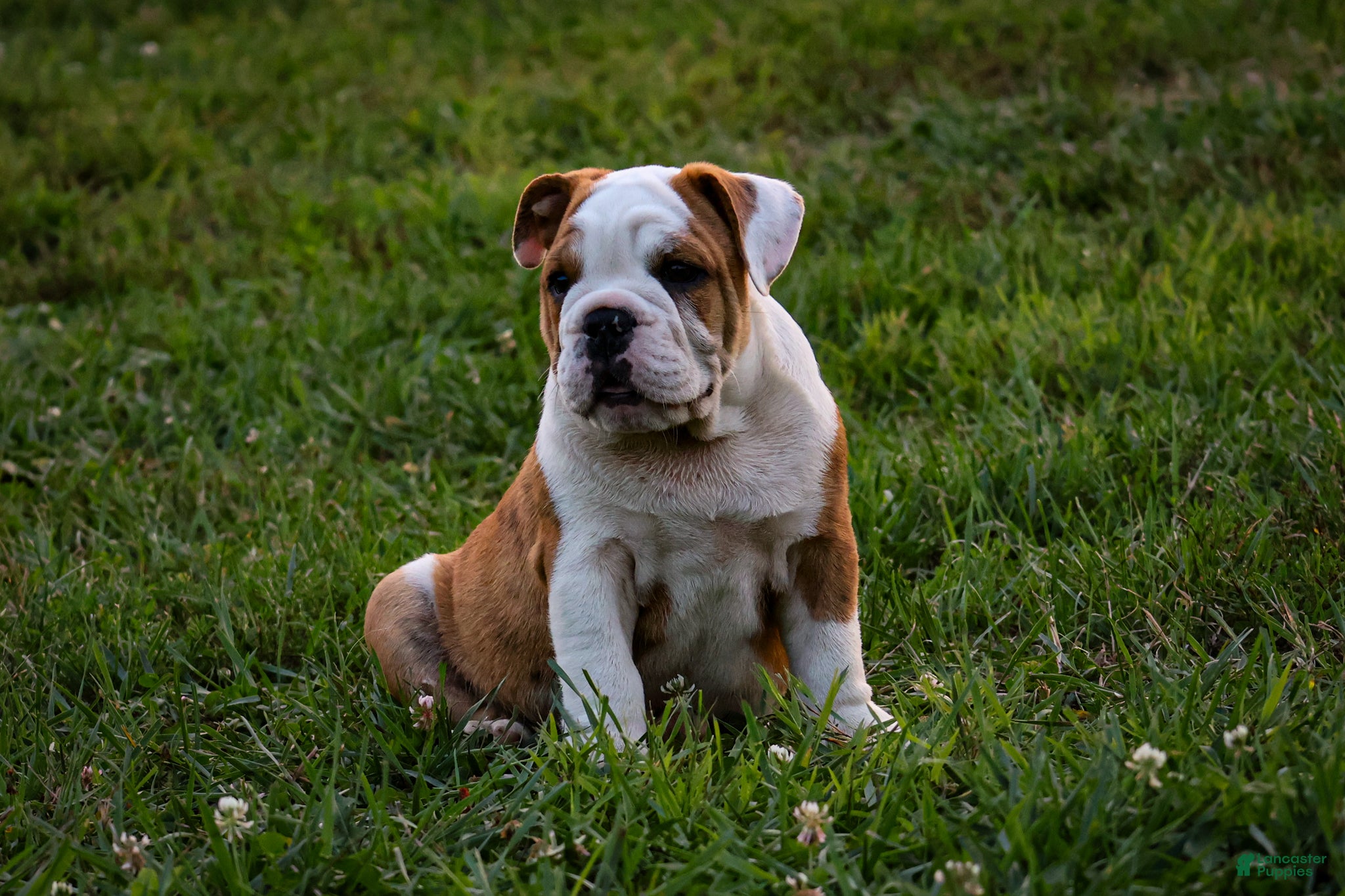 English Bulldog dogs Daxter - Ad 2
