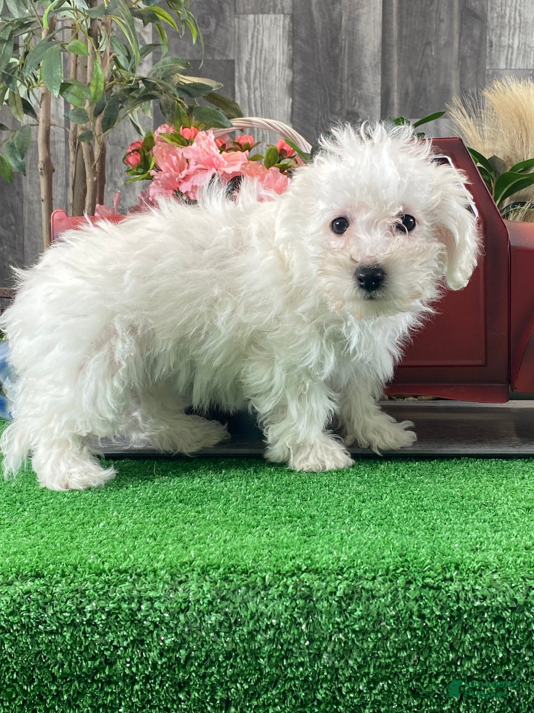 Bichon Frise dogs for sale: Betty - Ad 2