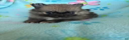 Pomeranian dogs for sale: Pomeranian 2 - Ad 4