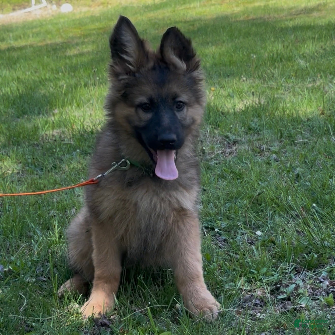 German Shepherd dogs THALIA - Ad 2
