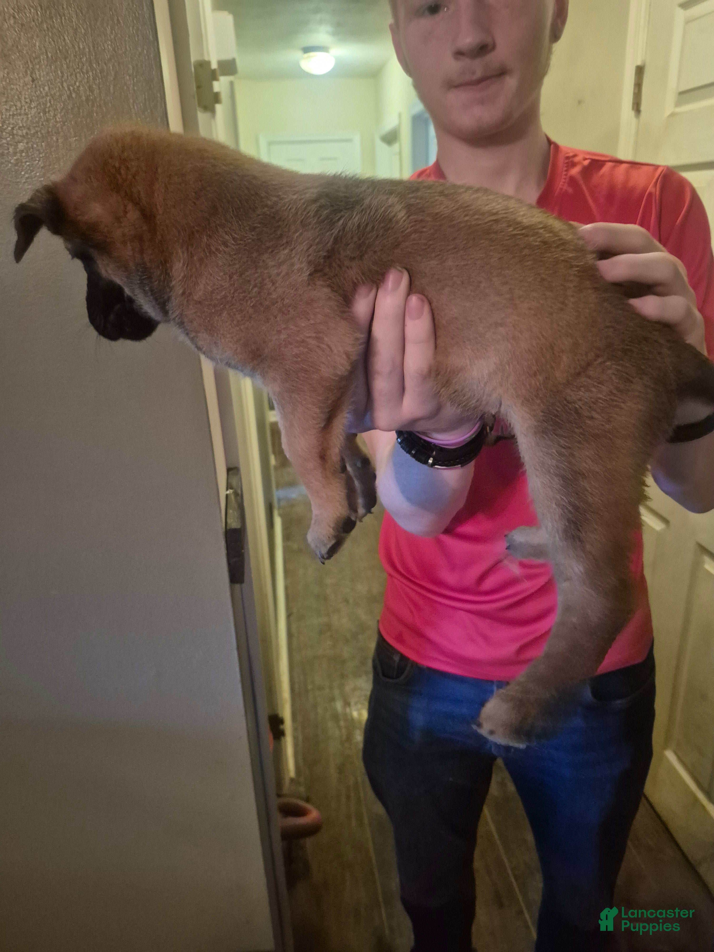 Mixed Breed dogs Mixed Breed 4 - Ad 35