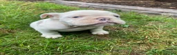 English Bulldog dogs for sale: Maverick - Ad 4