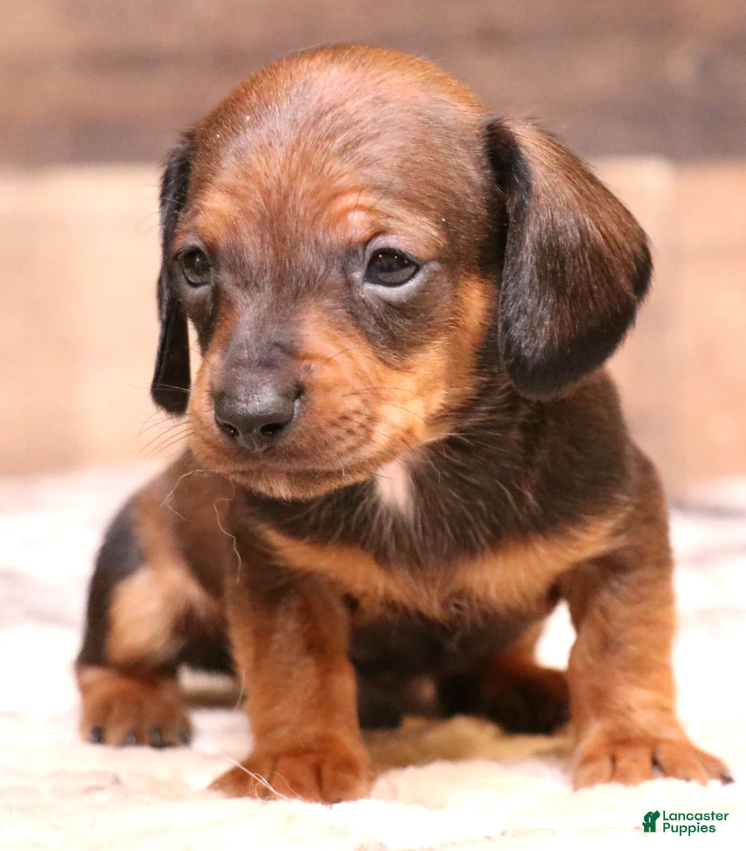 Miniature Dachshund dogs for sale: Shaggy blue/tan smoothcoat male - Ad 2