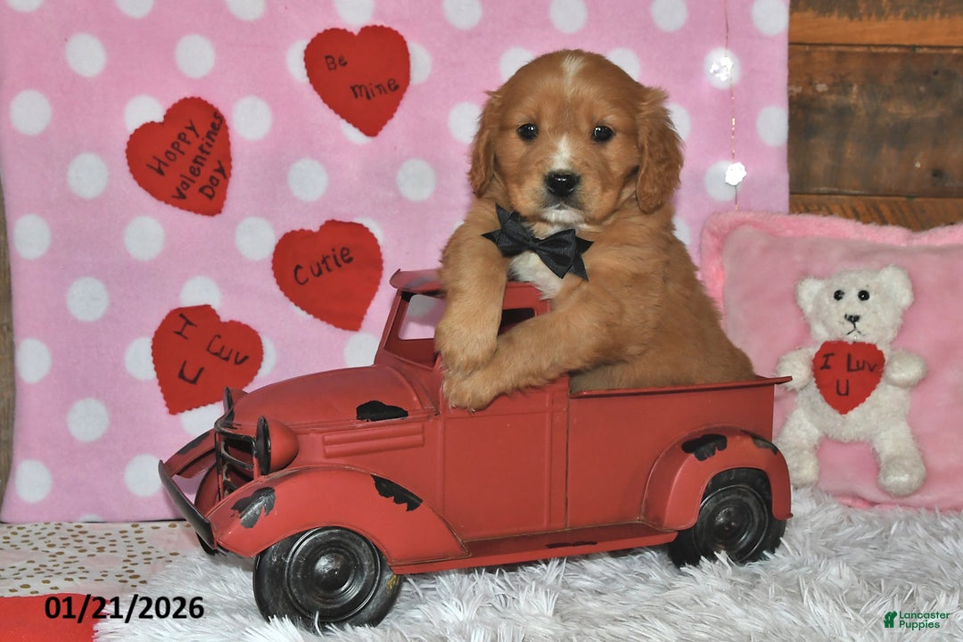 Miniature Golden Retriever dogs for sale: Romeo - Ad 1