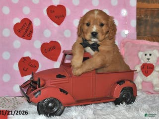 Miniature Golden Retriever dogs Romeo - Ad 5