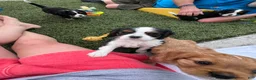 Cavalier King Charles Spaniel dogs for sale: Judah - Ad 8
