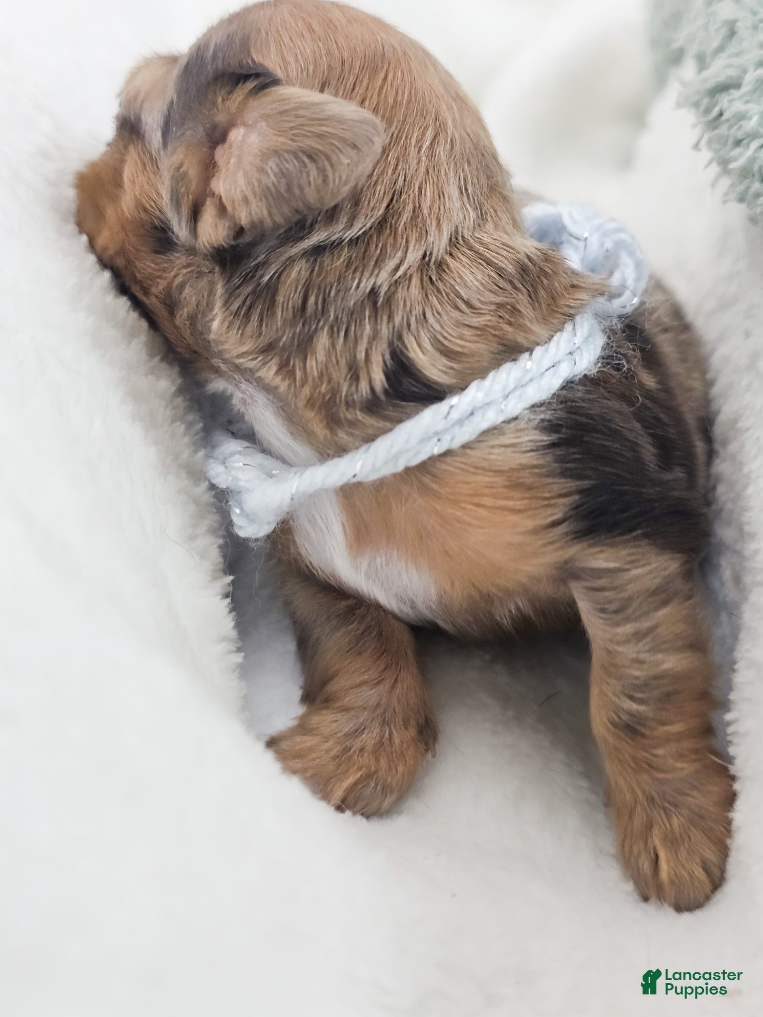 Miniature Dachshund dogs Orchid - Ad 17