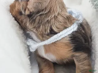 Miniature Dachshund dogs Orchid - Ad 17