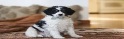 Mini Bernedoodle dogs for sale: Jasper - Ad 4