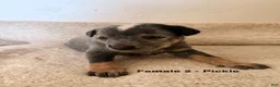 Australian Cattle Dog dogs for sale: Australian Cattle Dog 5 - Ad 2