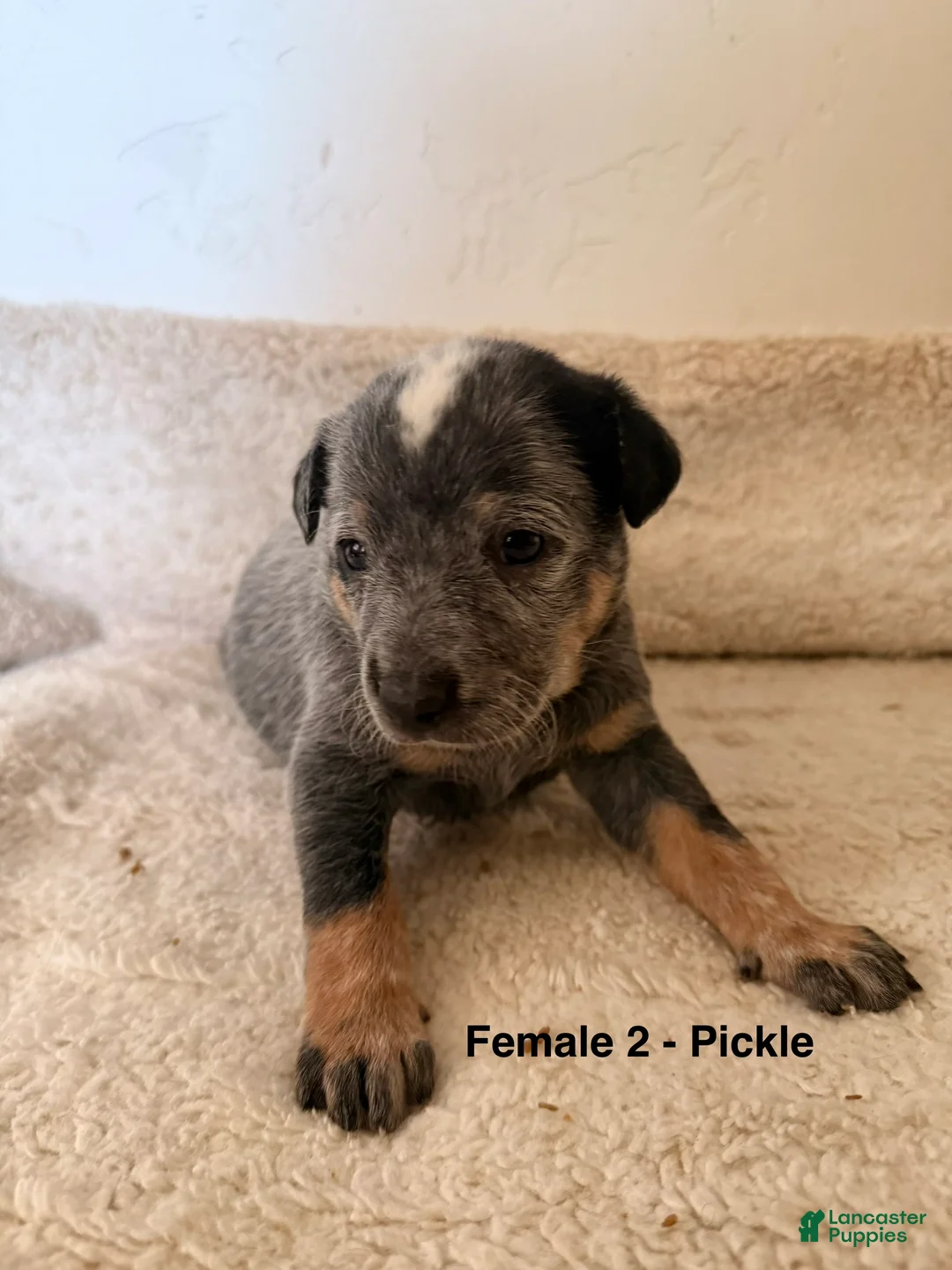 Australian Cattle Dog dogs for sale: Australian Cattle Dog 5 - Ad 2