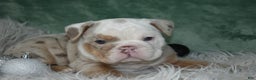 English Bulldog dogs for sale: Crystal  - Ad 3