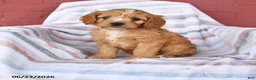 Cavapoo dogs for sale: Custard - Ad 1