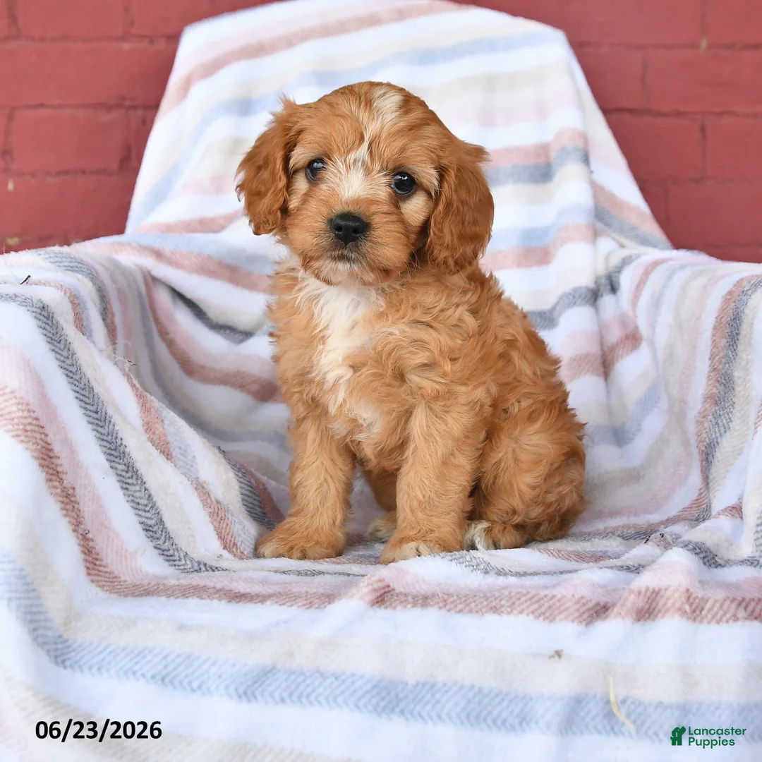 Cavapoo dogs for sale: Custard - Ad 1