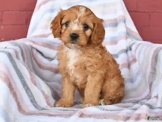 Cavapoo dogs for sale: Custard - Ad 4