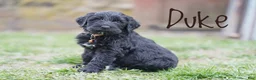 Portuguese Water Dog dogs for sale: Duke - Ad 3