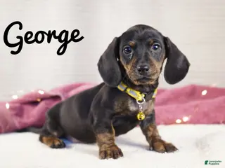 Dachshund dogs George - Ad 22