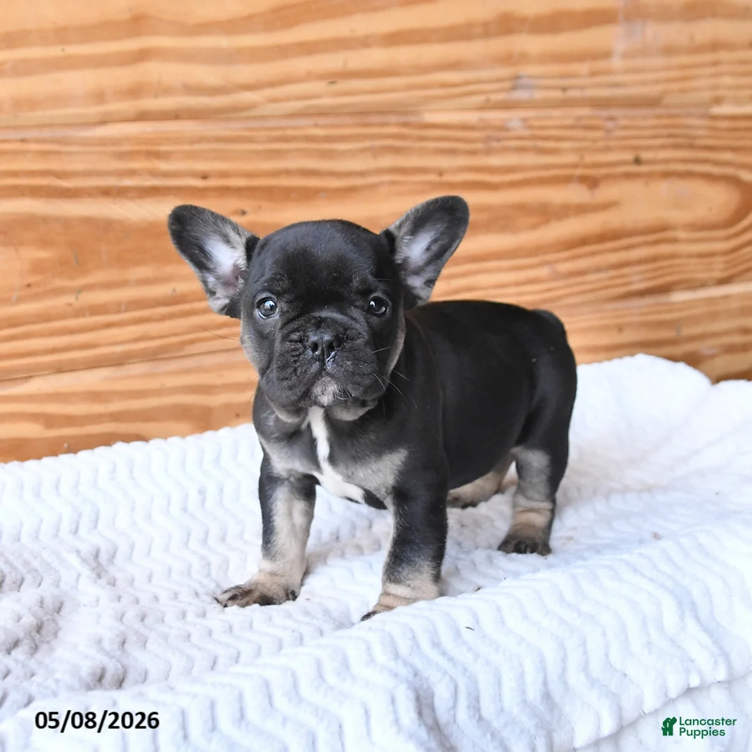 French Bulldog dogs for sale: Haven - Ad 1