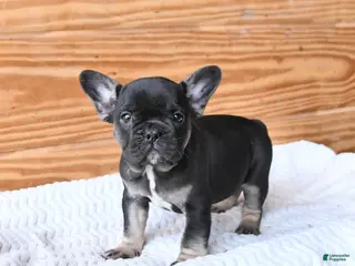 French Bulldog dogs for sale: Haven - Ad 4