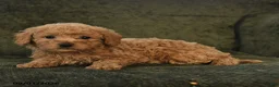 Miniature Poodle dogs for sale: Harper - Ad 4