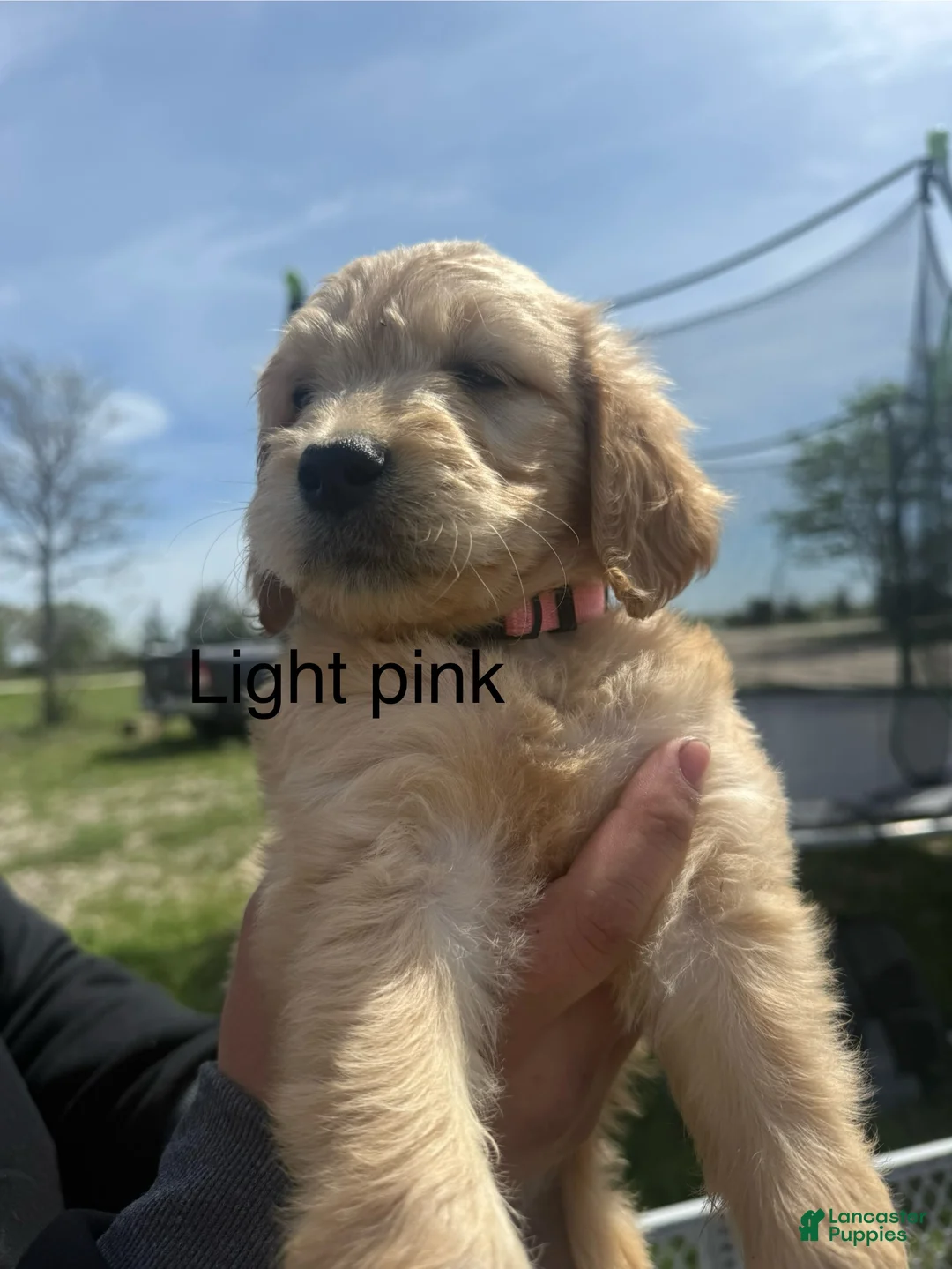 Goldendoodle dogs for sale: Light pink  - Ad 1
