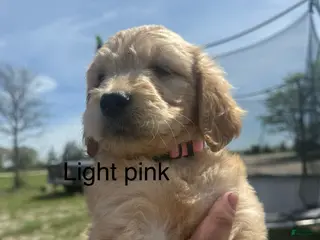 Goldendoodle dogs Light pink - Ad 4
