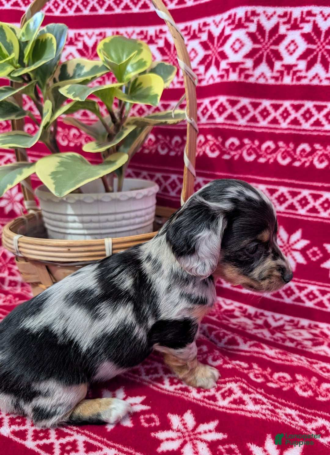 Miniature Dachshund dogs for sale: Amber  - Ad 7