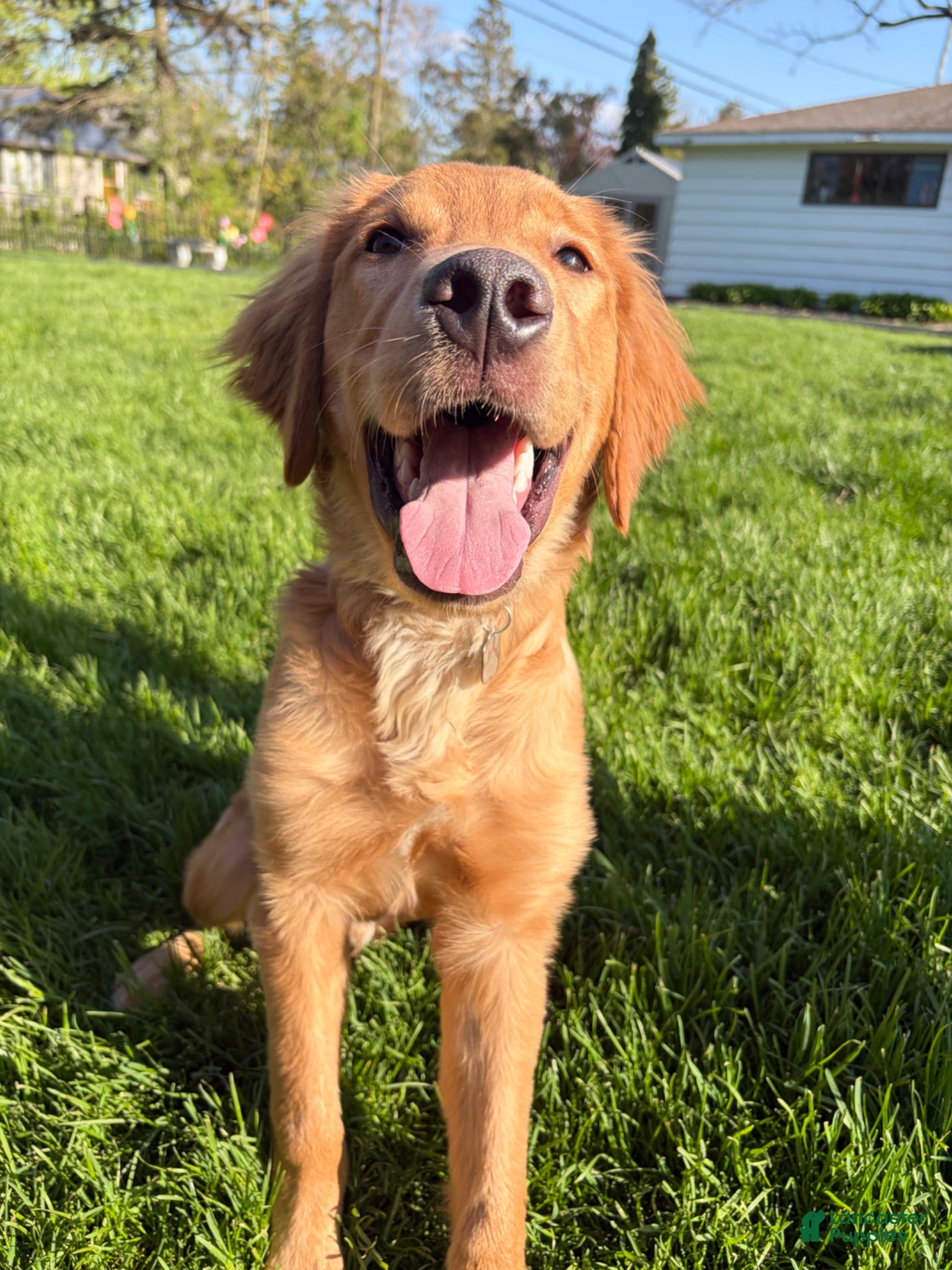 Golden Retriever dogs Prince - Ad 33