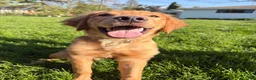 Golden Retriever dogs for sale: Prince - Ad 1
